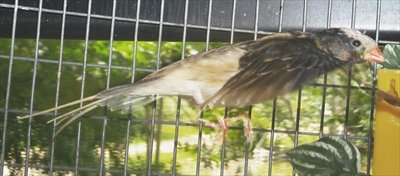 STW in flight