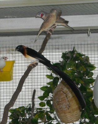 Paradise Whydah in breeding plumage