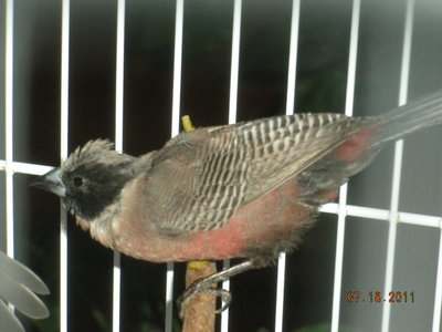 Black-cheeked Waxbill