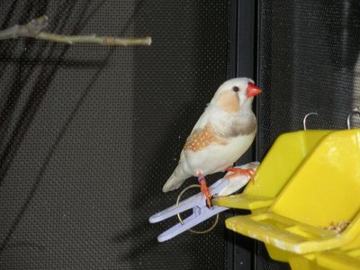 CFW Male