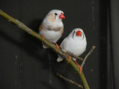 CFW Male &amp; Female Pair