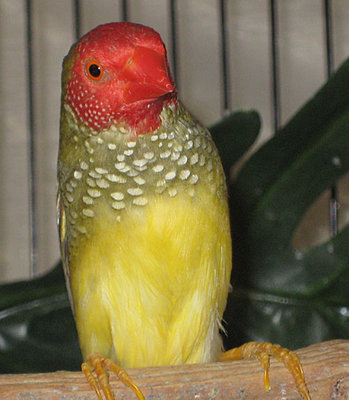 StarBrightJuly2110.jpg