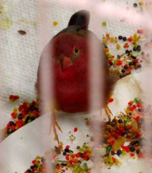 The pellets were tossed around from the dish. LOL