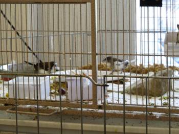 Societysmakingamessonfloorofcage.jpg