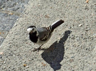 Bird1.jpg
