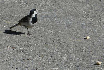 Bird2.jpg