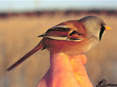 Baardmannetje_panurus_biarmicus.jpg