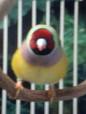 Not her most flattering angle, but another shot of her during a &quot;puff-out&quot; -- showing her stance. (Sorry it's blurred....her body was in motion when this was taken.)