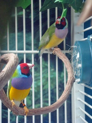 Not the best shot -- her beak is usually more open when she goes into her trance state. But she closes it the second I approach the cage, making it impossible to get a decent photo of her in that state.