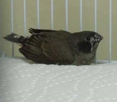 3-24 2011 first baby BC of Spring.jpg