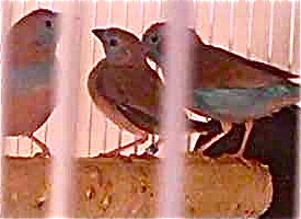 Theses are with the hen and cock on each side of juvie