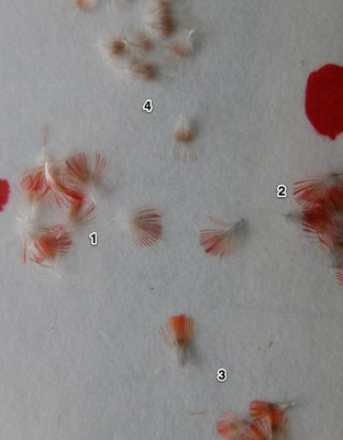 RH feathers4.jpg