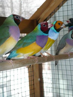 Hi! I'm new at this forum but have Gouldian for many years...<br />I've got &quot;blue breast&quot; from pet store and he lost his blue breast after molt... He become a &quot;normal&quot; white breast but maybe with more blue than pure white...(see next photos to come...). I'm sure that weeks later, I've see brothers (but blue back with same &quot;blue breast&quot;) of this guy in an other pet store and this birds have dark spots on back and on the head. I'am sure now that these birds are melanic one's...These birds surely lack of light...<br />I have an other male who have an &quot;imperfect white breast&quot; and hope that kind of &quot;aberation&quot; can produce one day &quot;permanente blue breast&quot;...Maybe it's impossible...