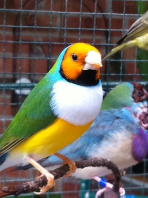 The same one after molt!