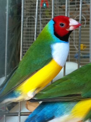 AN other male with an imperfect white breast but who keeps his light &quot;blue&quot;color...