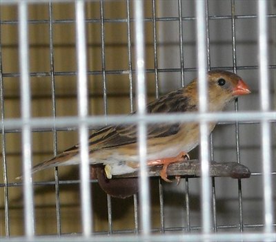 Female