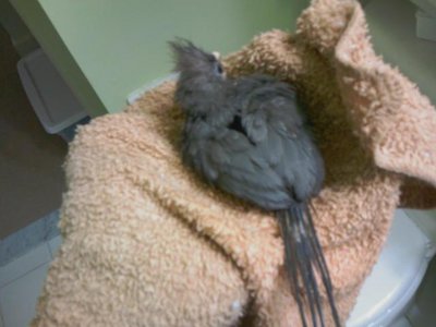 Mousebird.jpg