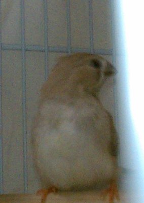 8-3 fawn male possible BB.jpg