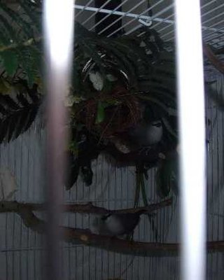 8-3 lavendar pair and nest.jpg