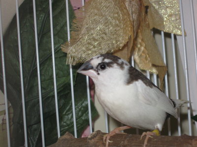 Lucky and Chance 001.JPG