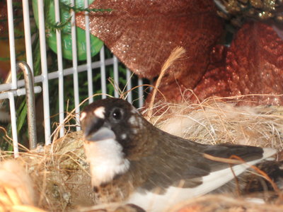 Lucky and Chance 002.JPG