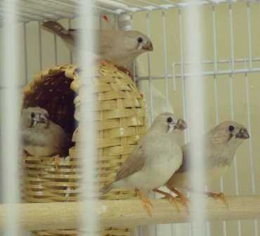 8-6 fawn fledglings 2.jpg