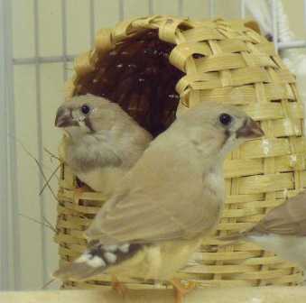 8-6 fawn fledglings.jpg
