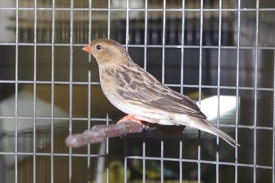 Female STW