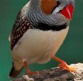 zebrafinch2.jpg