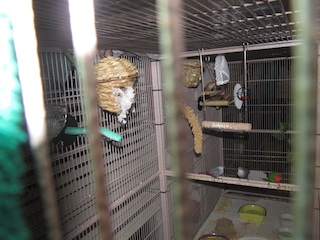 The hen left the nest, just as I took this pic, but she was poking her head out looking so cute!
