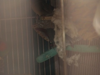 I don't know if this is the Dad or Mom, but they are trying to put back the material that fell out when they flew out.