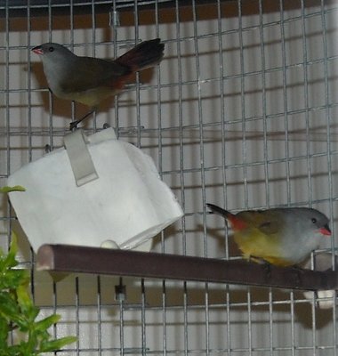 Male &amp; Female YB Waxbill