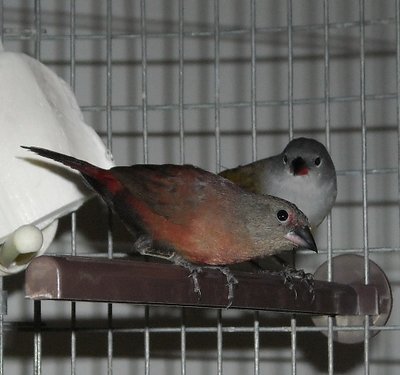 Female Bl Breasted Firefinch &amp; YB Waxbill