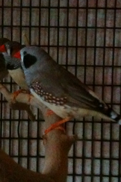 black cheek male