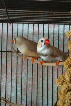 CFW, Fawn Pair