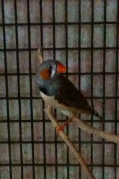 Normal Grey, split BC