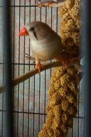 fawn female