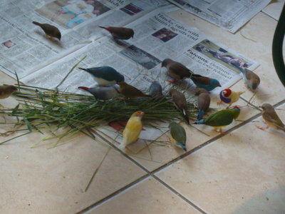 Donna's birds 007.jpg