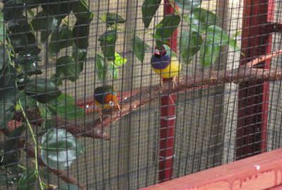 birds.jpg