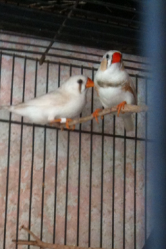 cfw pair.png