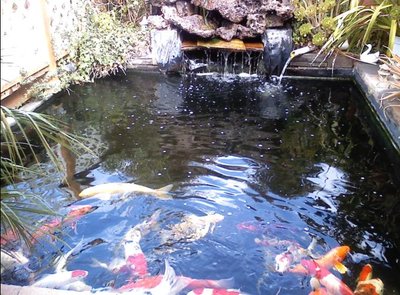 pond.jpg