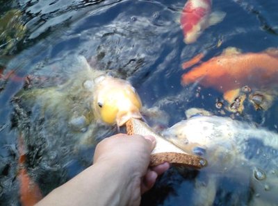 koi2.jpg