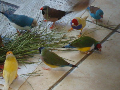 Donna's birds 008.jpg