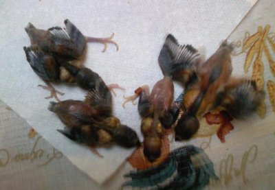 chicks banding2.jpg