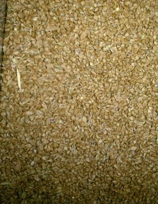 brown top millet.jpg