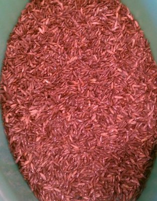 canary seed.jpg