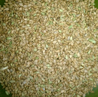 japanese millet.jpg