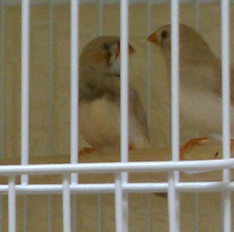 possible fawn BB pic2.jpg