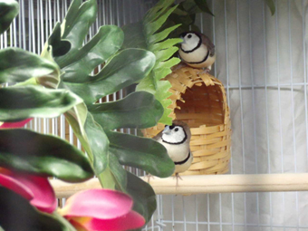bold pair in front of nest small pic.jpg