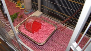 Pretty in Pink